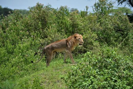 3 Days Serengeti & Ngorongoro Safari